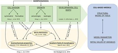 A Sight on Single-Cell Transcriptomics in Plants Through the Prism of Cell-Based Computational Modeling Approaches: Benefits and Challenges for Data Analysis